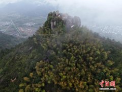 浙江仙居发现大规模野生杨梅群落 丰富全球农遗种质资源